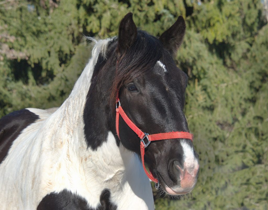 Ferdinand