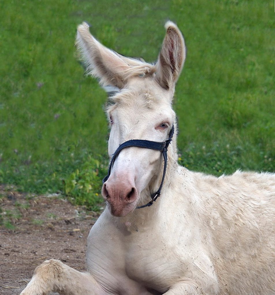 Nuffi