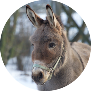 Paulinchen