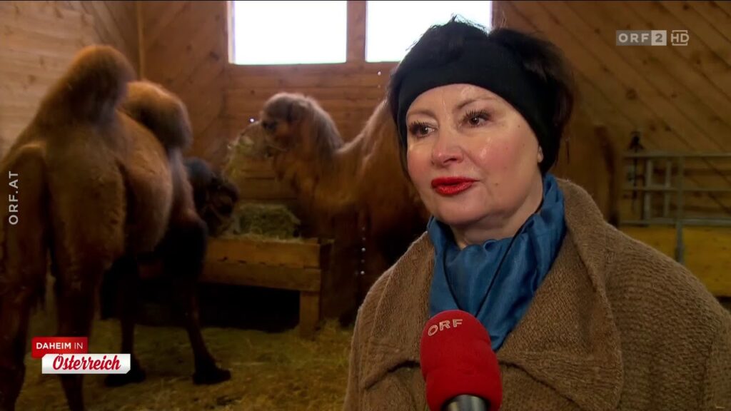 Kamele im Winter