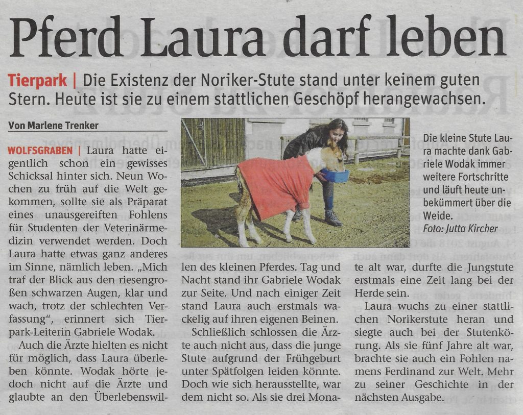 Beitragsserie: Pferd Laura