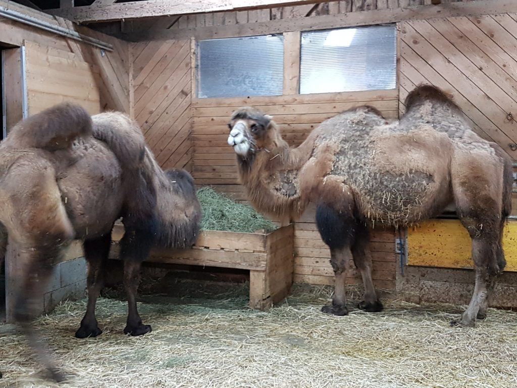 Adventtreffen im Tierpark