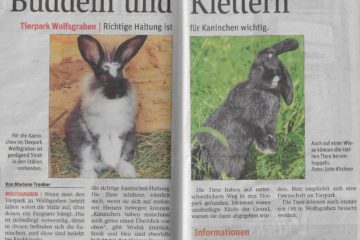 NoeN Kaninchen