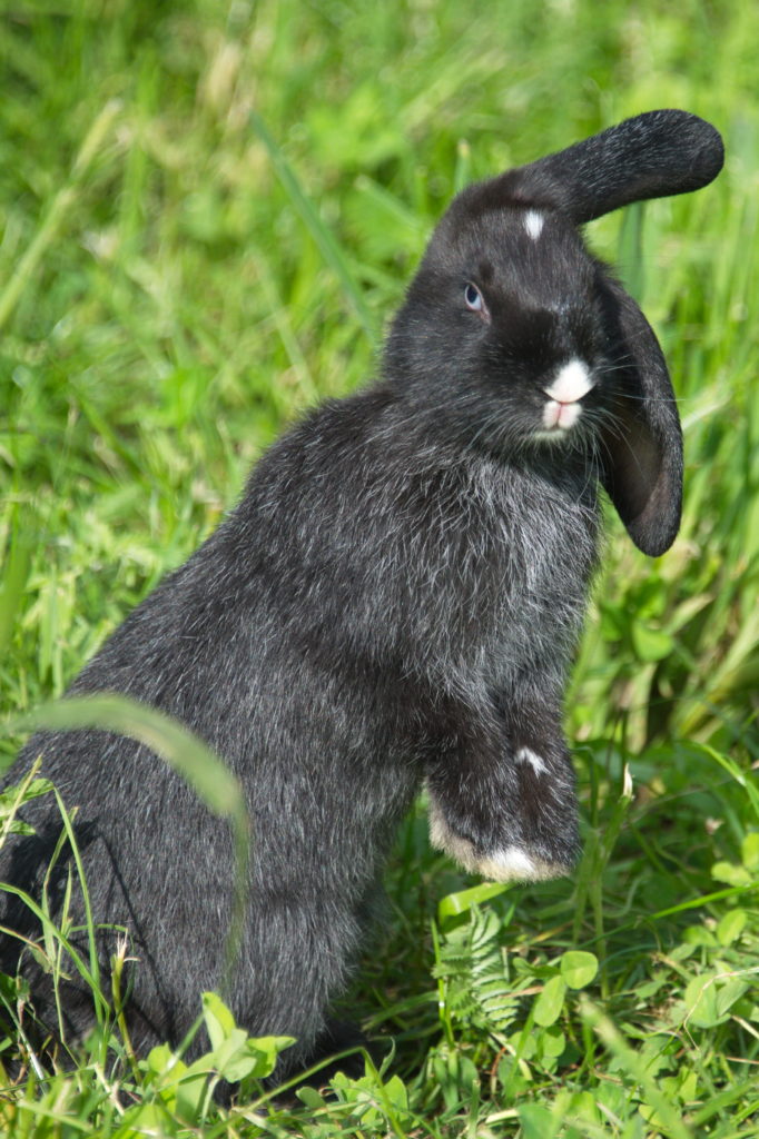 Kaninchen