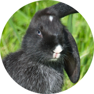 Kaninchen