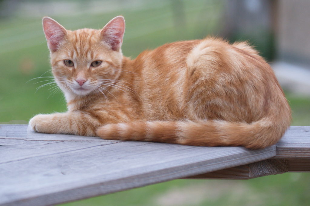 Leo