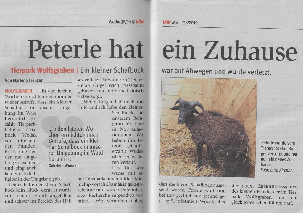 Beitragsserie: Schafbock