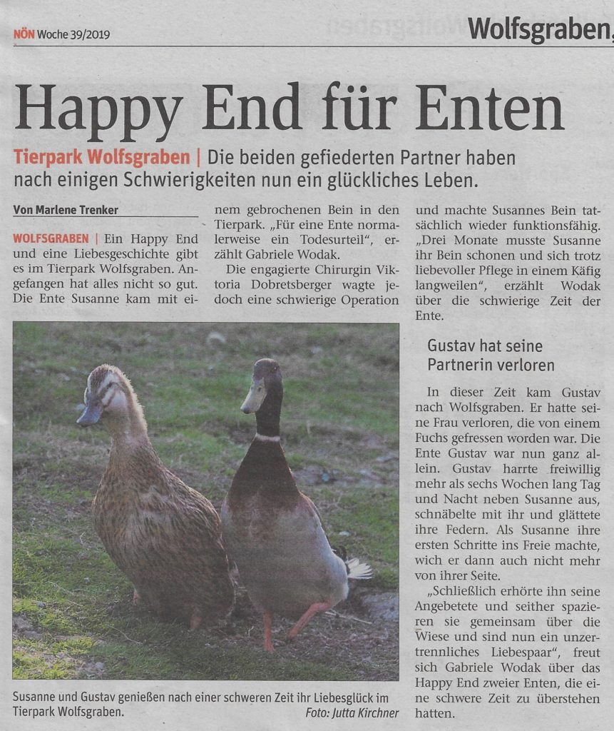 Beitragsserie: Enten