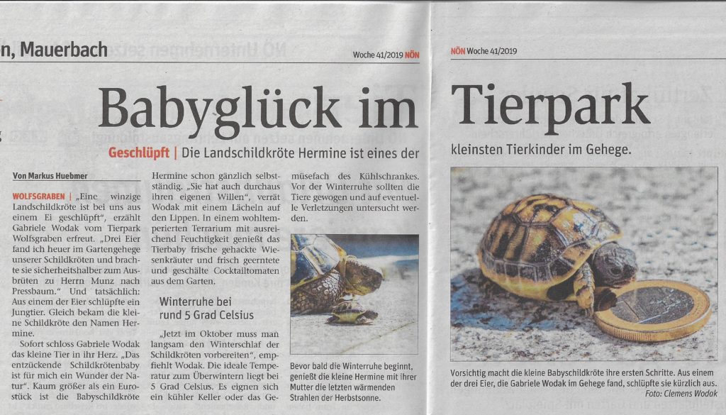 Beitragsserie: Schildkröte Hermine