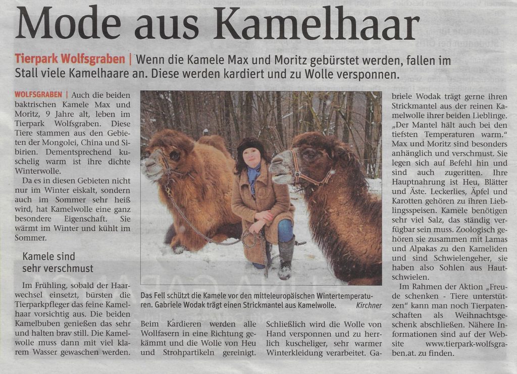Beitragsserie: Kamelwolle