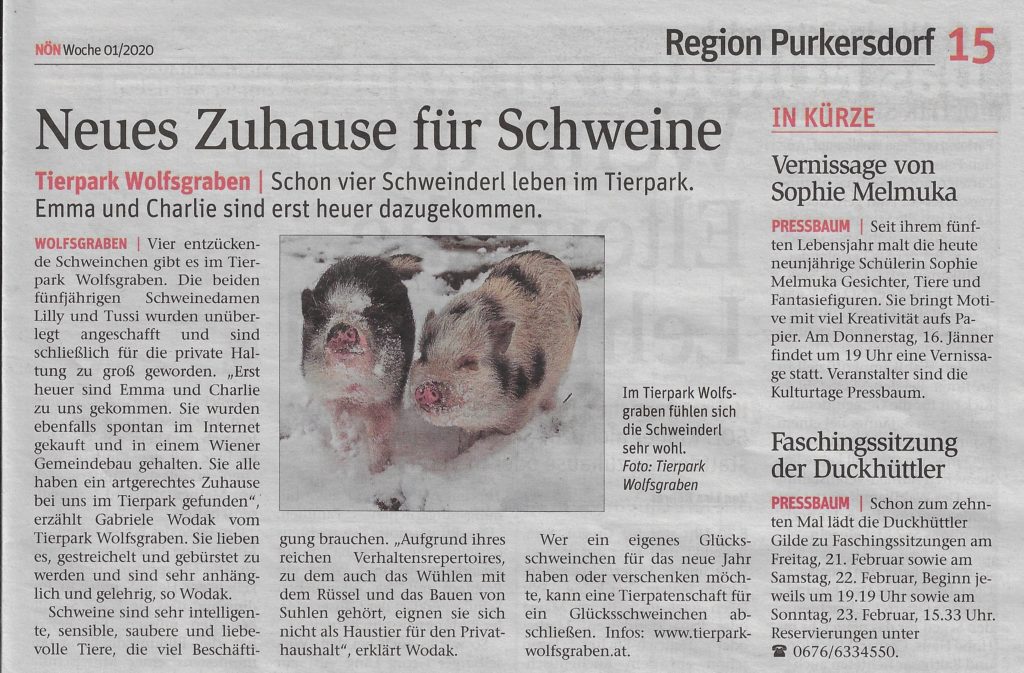 Neujahrsschweine