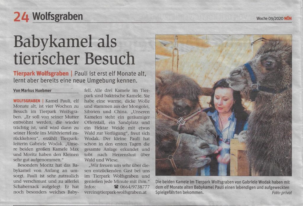 Babykamel als tierischer Besuch