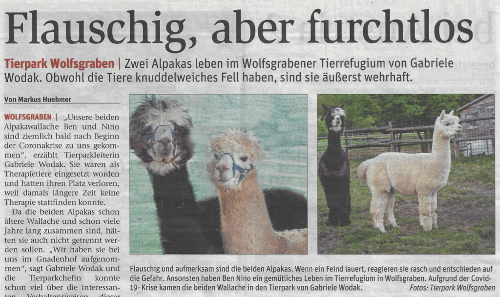 Flauschig, aber furchtlos