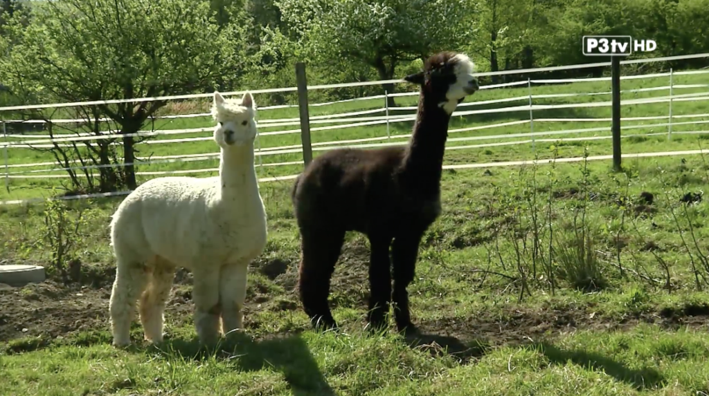 Tierparks kämpfen mit Corona-Krise
