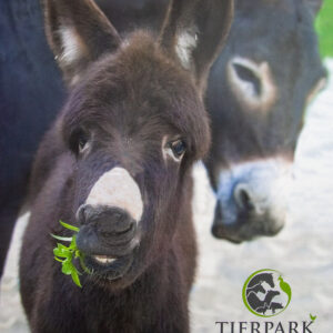 Tierpark Kalender 2023