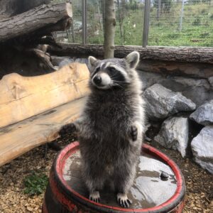 Erlebnis Waschbär Enrichment