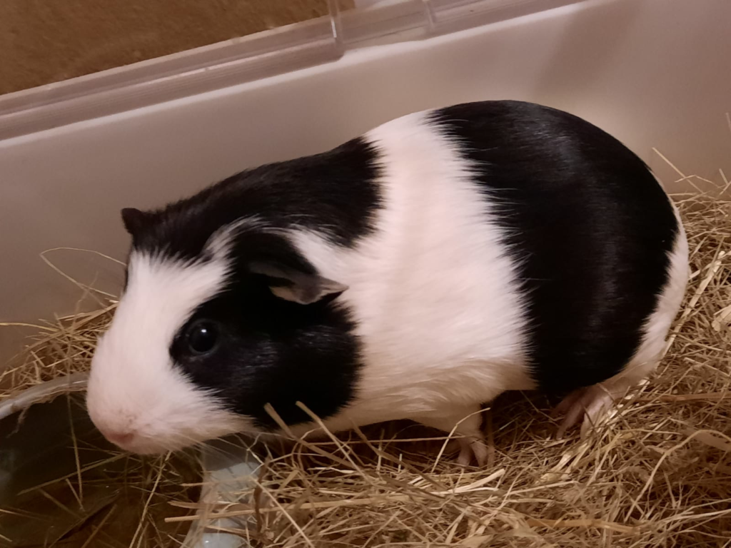 Meerschweinchen