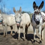 85 Dinge über Esel, die man wissen muss