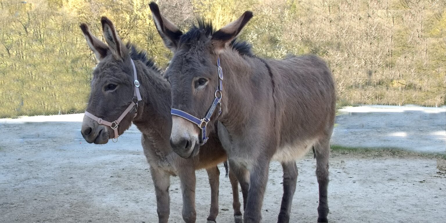 Zwei Esel auf dem Gelände des Gnadenhofs