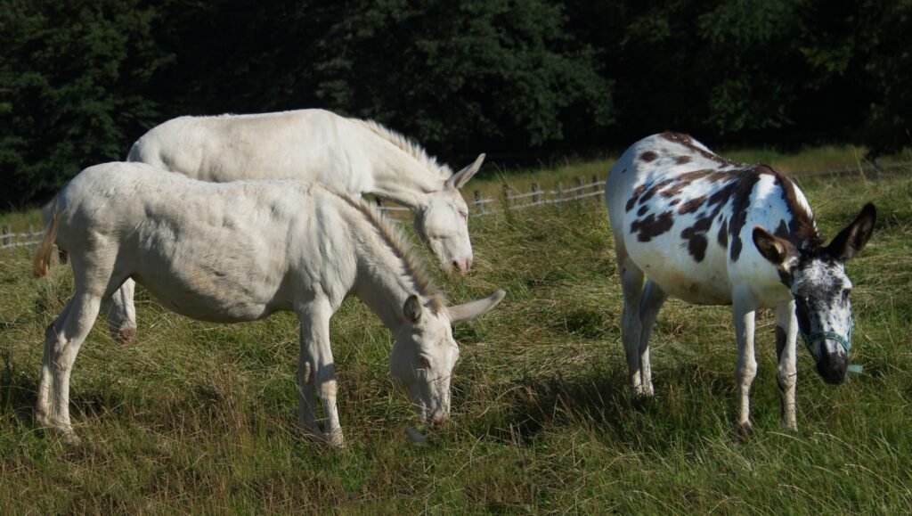 Esel grasen auf der Weidefläche am Waldrand