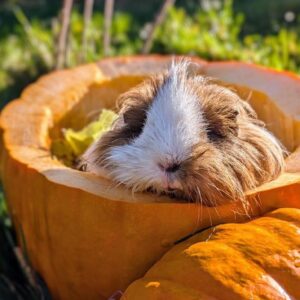Herbstfest 2026