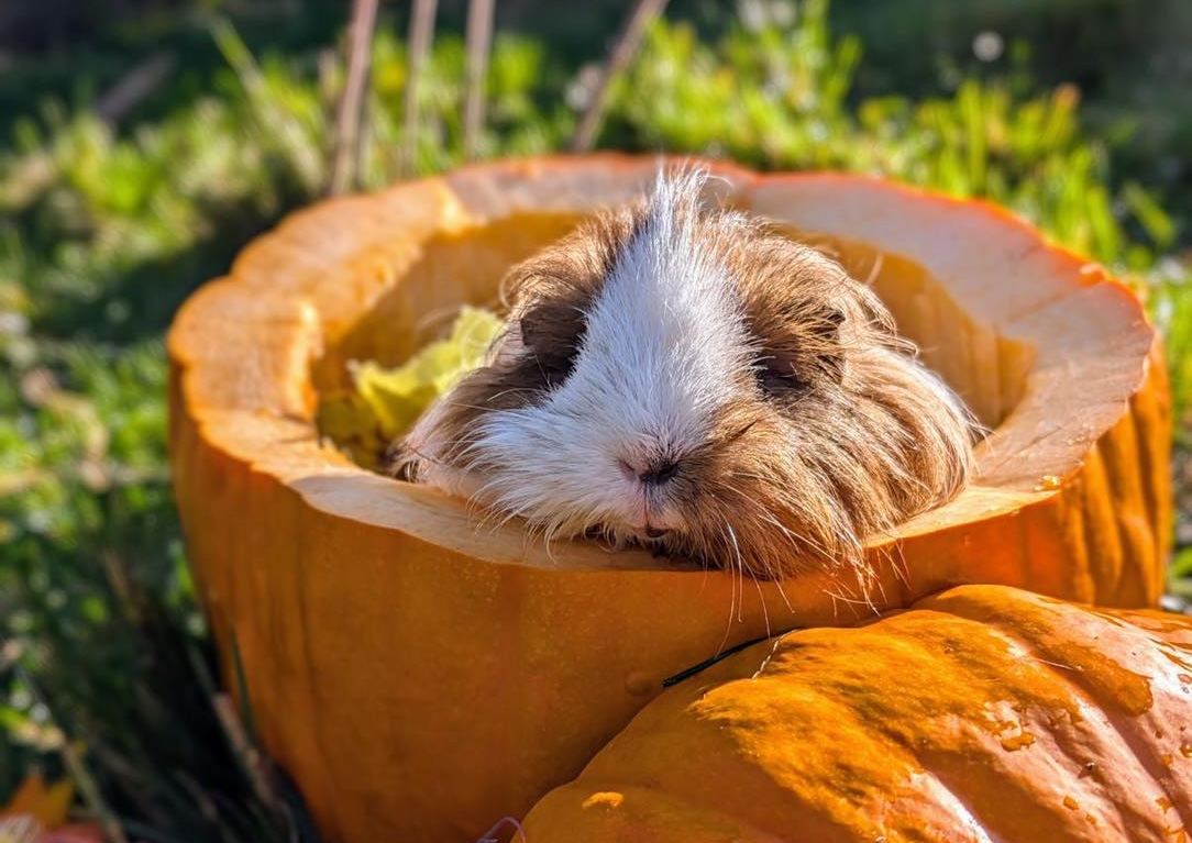 Herbstfest 2026
