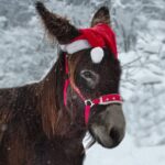 Adventfest im Tierpark