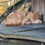 Abendführung im Tierpark Wolfsgraben
