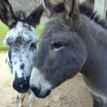 Meet & Greet im Tierpark Wolfsgraben