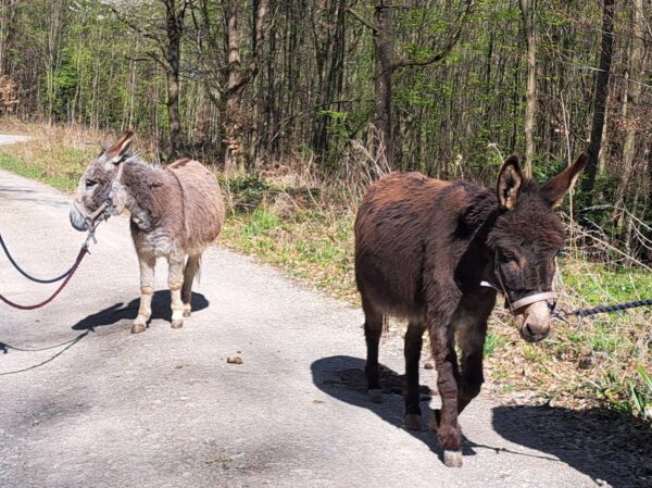 Eselwanderung