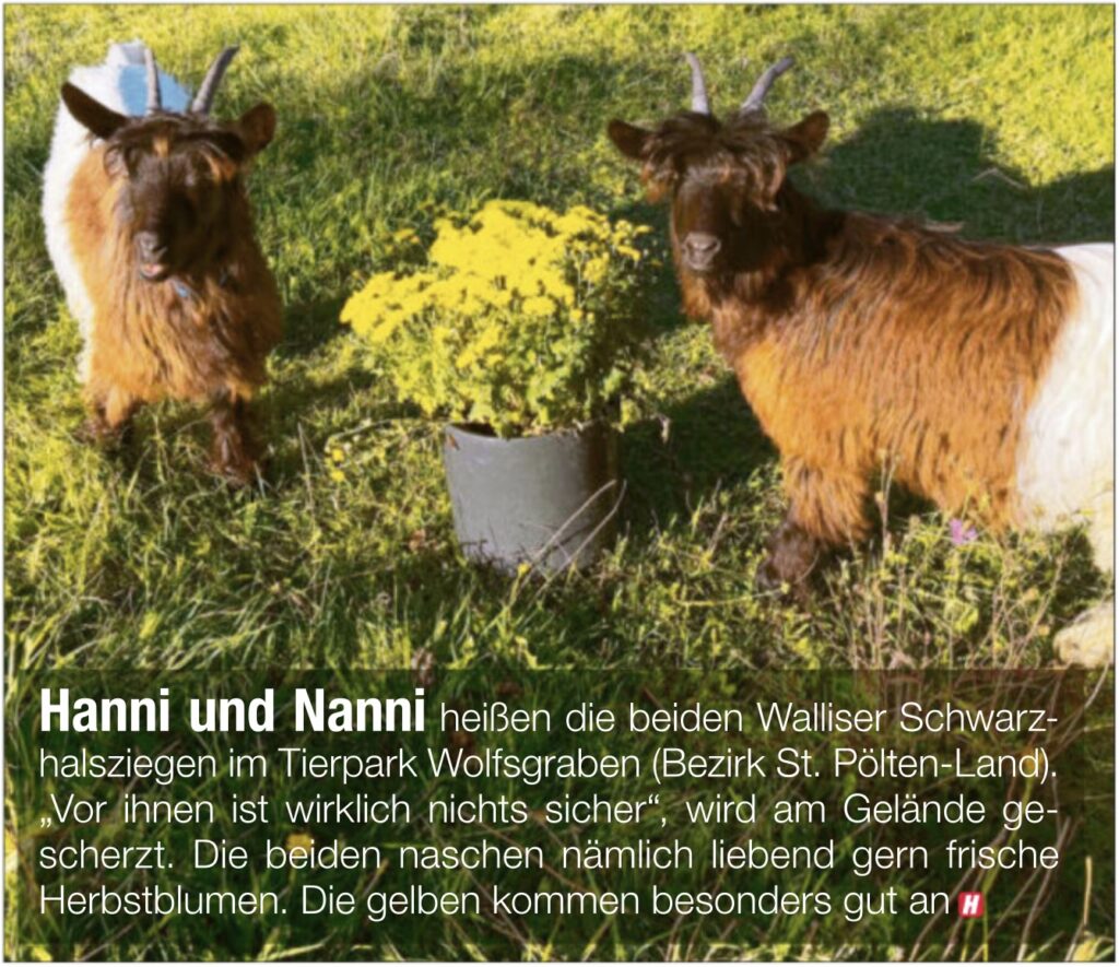 Hanni und Nanni