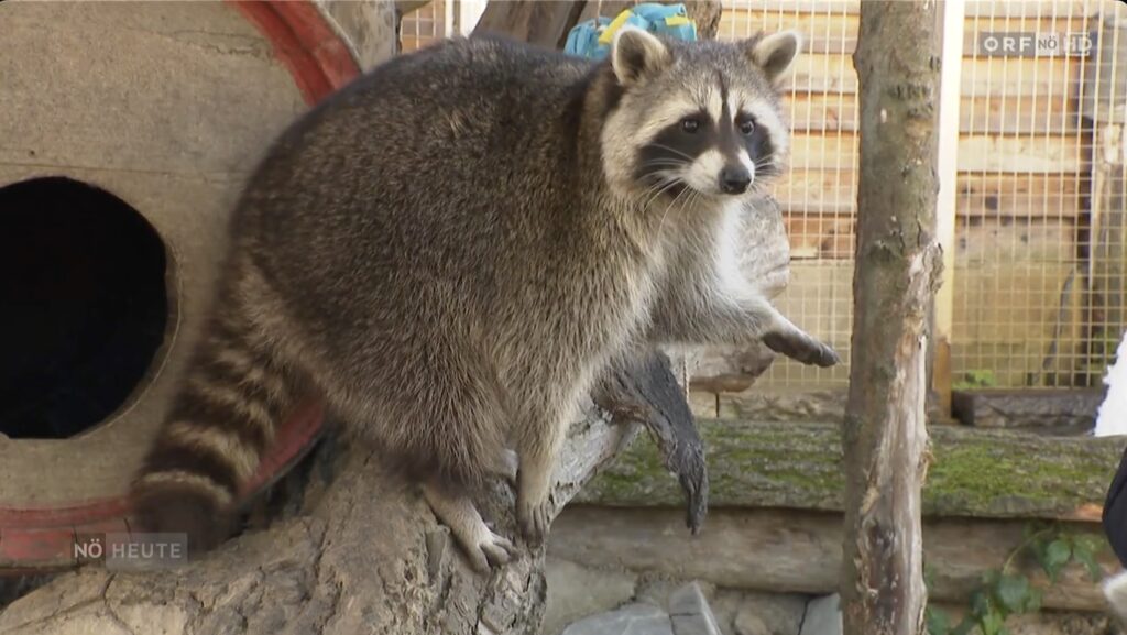 Ein Leben für Tiere: Gnadenhof als Lebenstraum