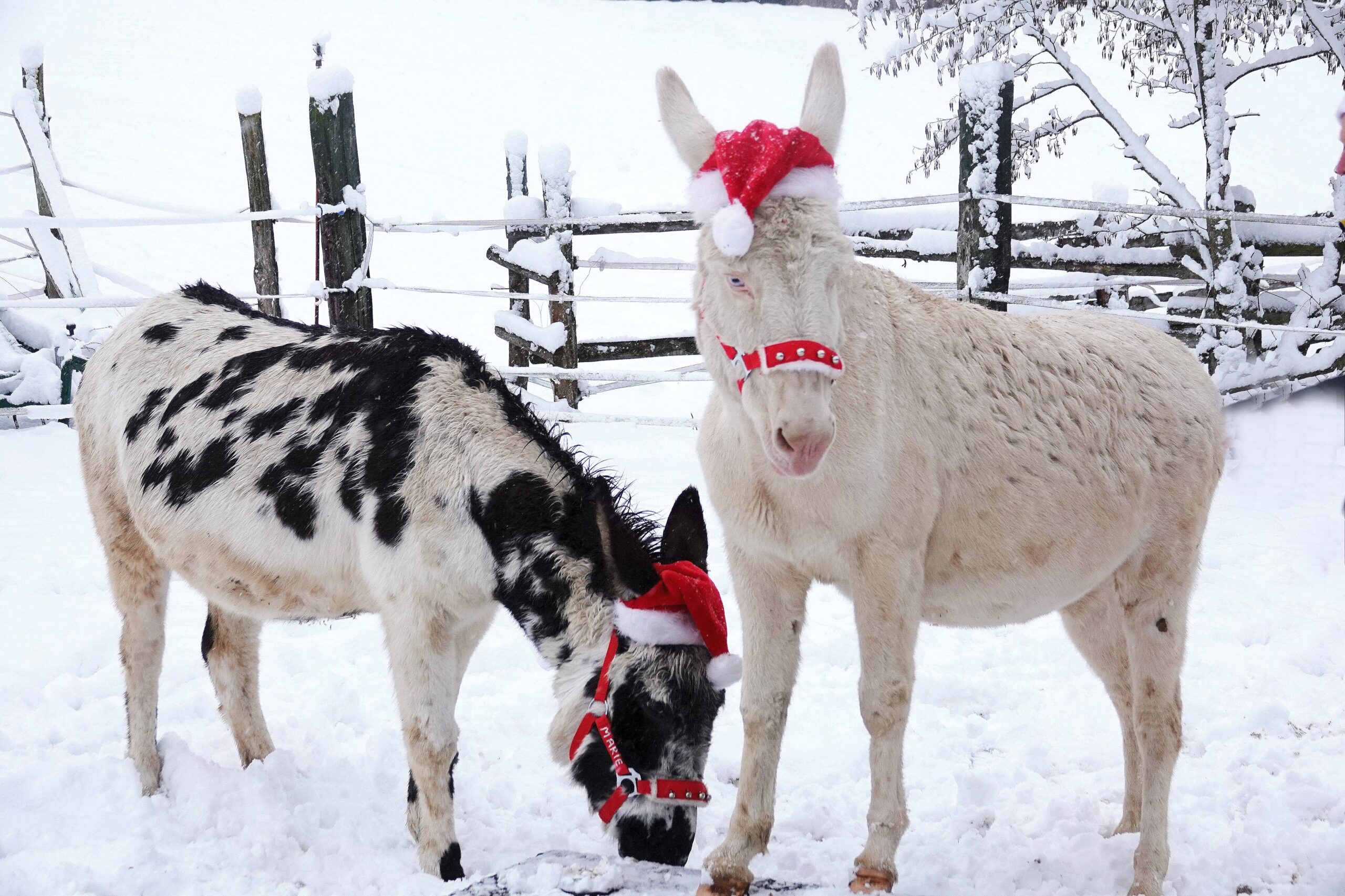 Adventfest im Tierpark